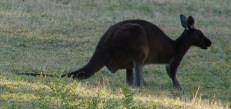 Kangaroo