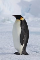 penguinCloseup750_231715